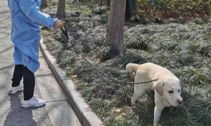 新冠疫情之下，动物界是如何度过的-动物百科