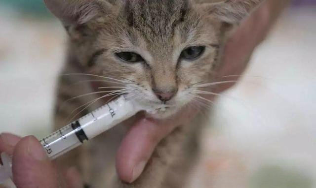 猫嘴边烂是什么病？