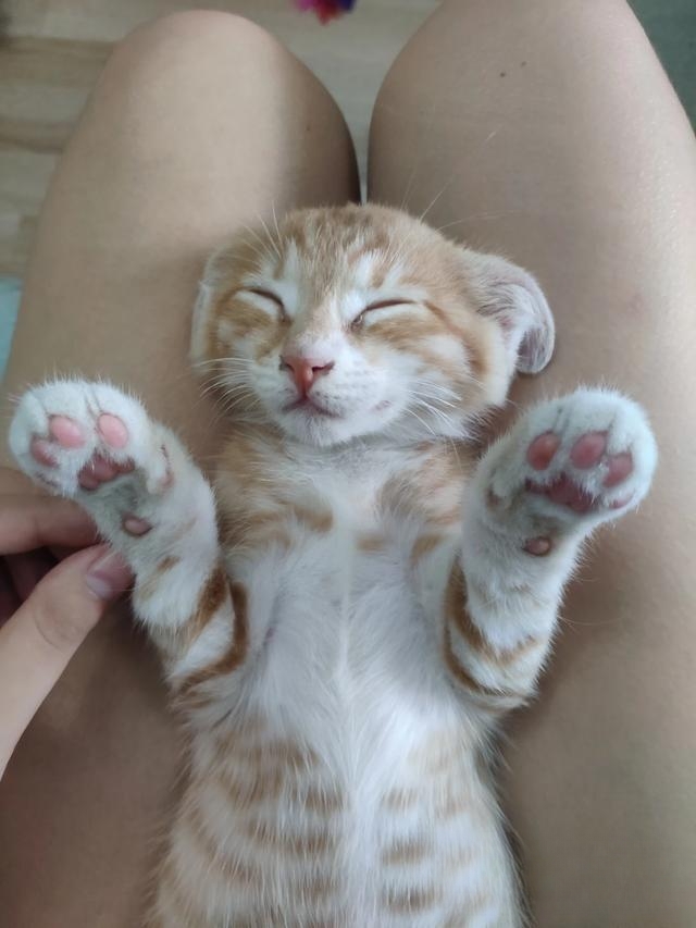 为什么老人都喜欢养猫?