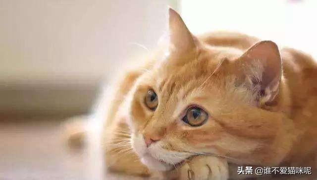 猫咪尿频是怎么回事？