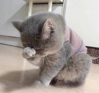 小猫感冒了有什么症状？