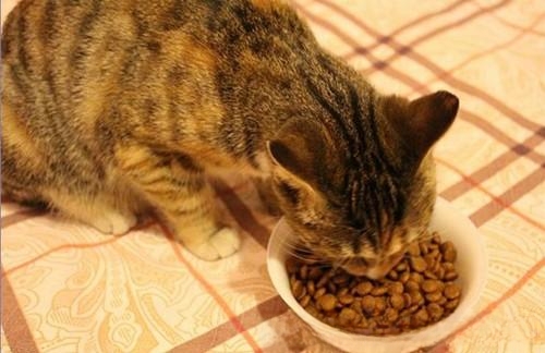 猫咪饭量减少是什么原因？