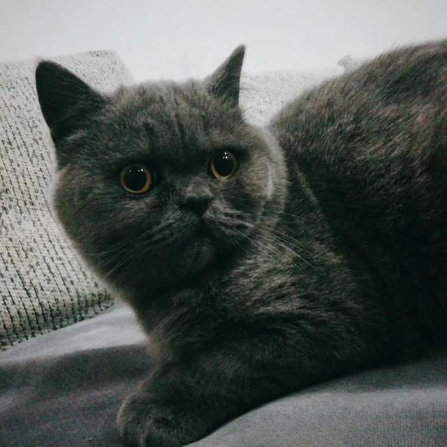 摸猫的哪里会让它觉得舒服?