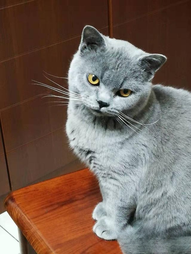 为什么老人都喜欢养猫?