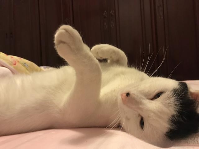 为什么有人说捡猫回家不好？