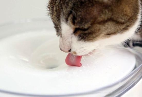 猫咪喂饭的正确方法？
