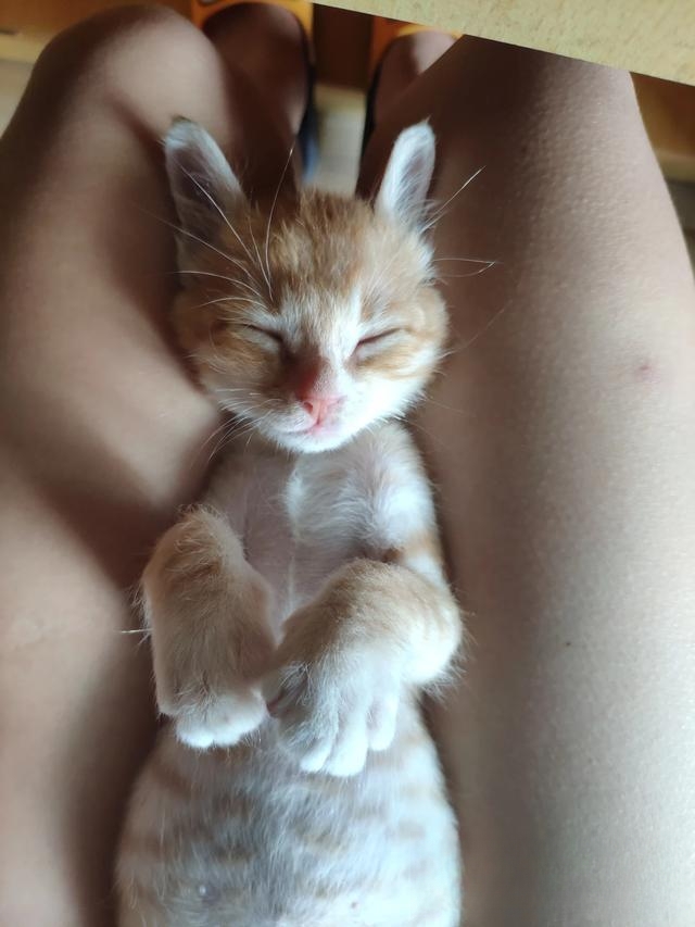 为什么老人都喜欢养猫?