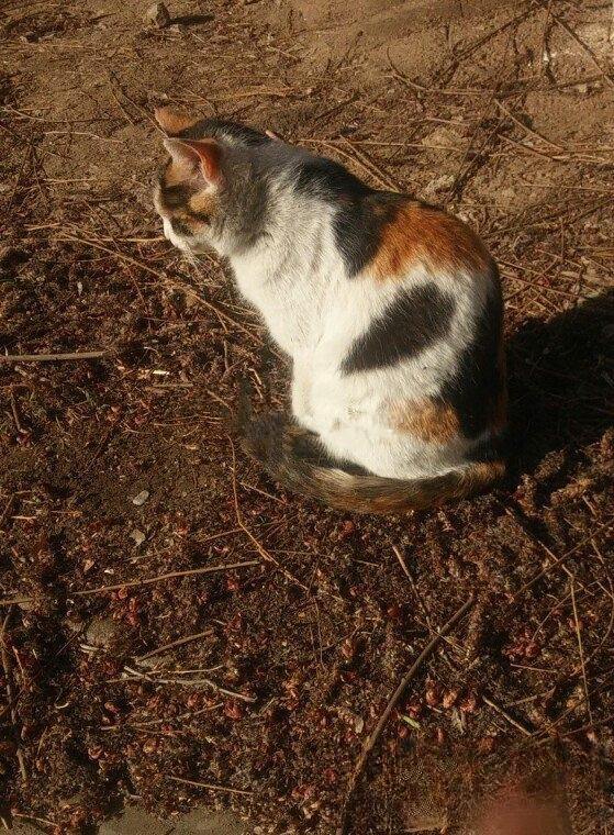 猫起名字大全?