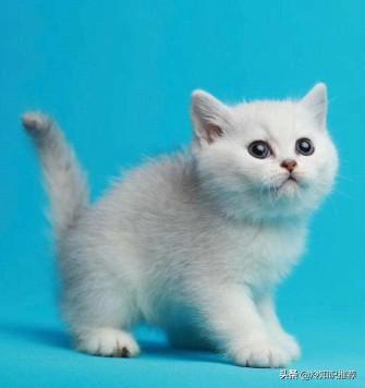 哪些猫咪最适合在家养?