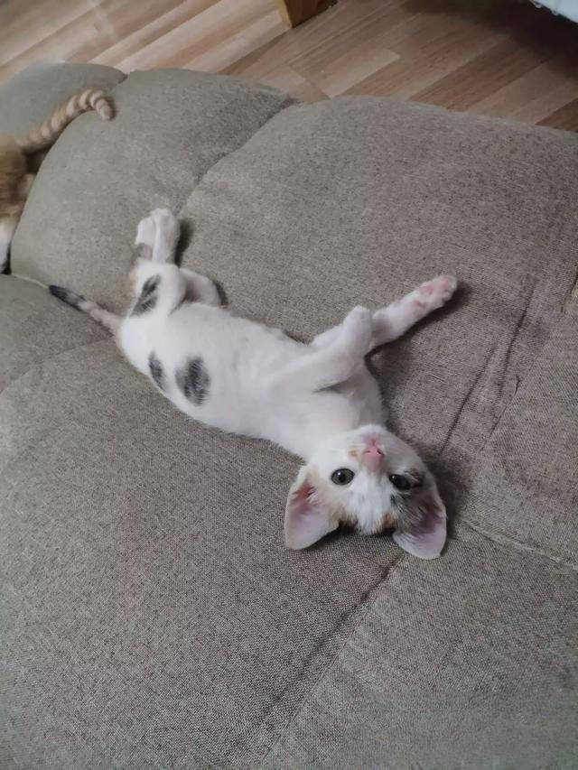 为什么老人都喜欢养猫?