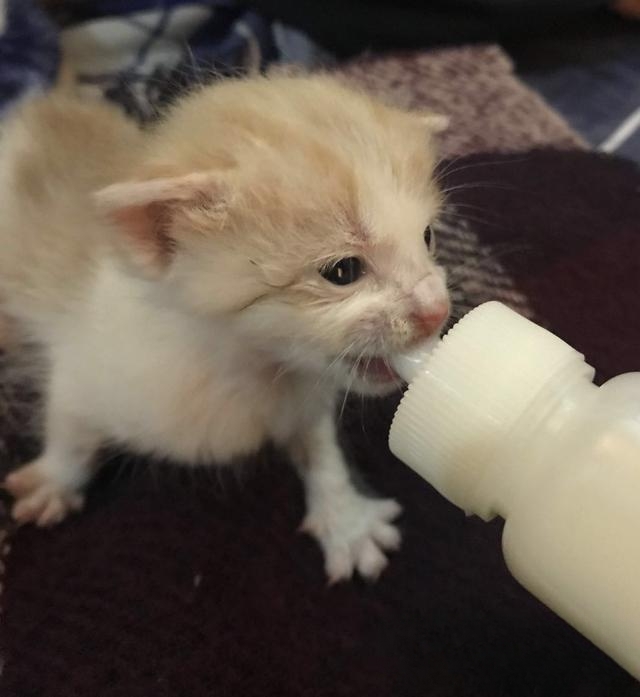 猫咪耳朵烫,鼻子也热但不干是怎么回事?