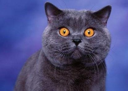 哪些猫咪最适合在家养?
