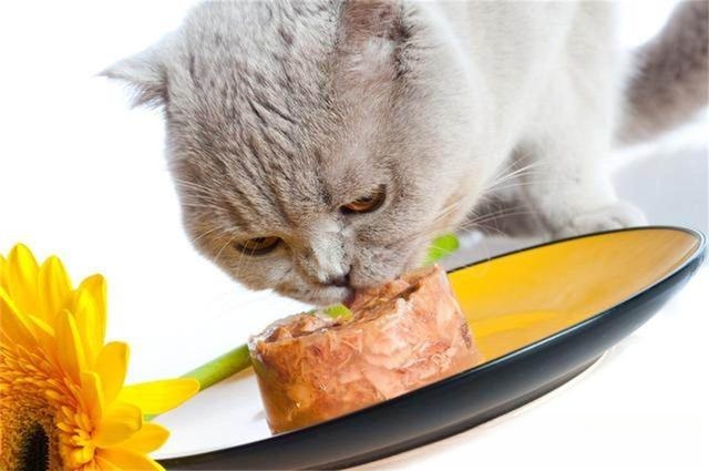 猫咪饭量减少是什么原因？