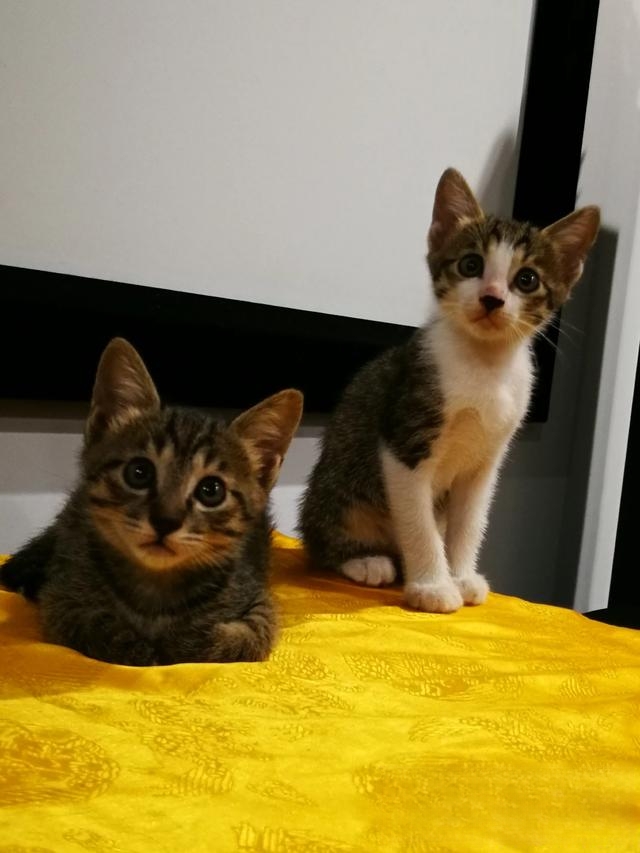 为什么老人都喜欢养猫?