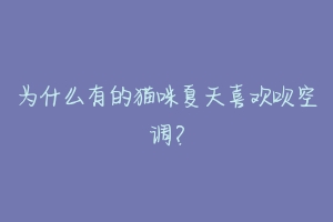 为什么有的猫咪夏天喜欢吹空调?
