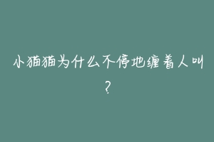 小猫猫为什么不停地缠着人叫?