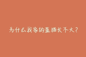 为什么我家的蓝猫长不大?