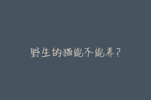 野生的猫能不能养?