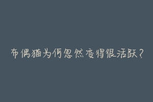 布偶猫为何忽然变得很活跃？
