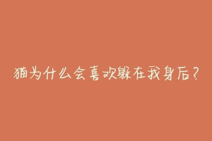 猫为什么会喜欢躲在我身后？