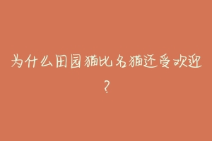 为什么田园猫比名猫还受欢迎?