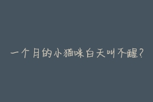 一个月的小猫咪白天叫不醒?