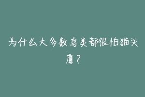 为什么大多数鸟类都很怕猫头鹰?