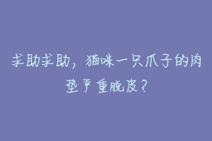求助求助,猫咪一只爪子的肉垫严重脱皮?