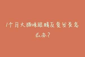 1个月大猫咪眼睛反复发炎怎么办?