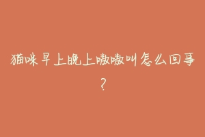 猫咪早上晚上嗷嗷叫怎么回事?
