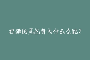 捏猫的尾巴骨为什么会跑?