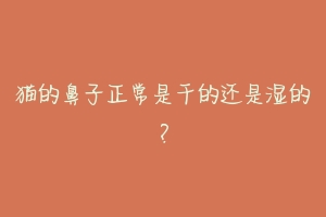 猫的鼻子正常是干的还是湿的?