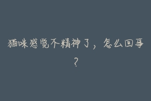猫咪感觉不精神了,怎么回事?