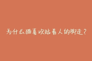 为什么猫喜欢贴着人的脚走?