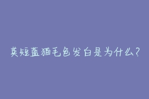 英短蓝猫毛色发白是为什么？