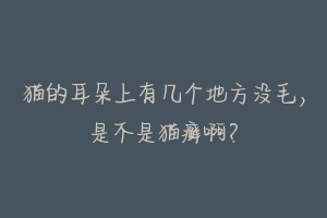 猫的耳朵上有几个地方没毛,是不是猫癣啊?
