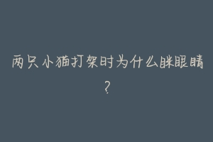 两只小猫打架时为什么眯眼睛?