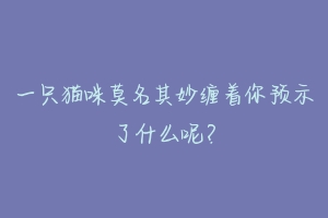 一只猫咪莫名其妙缠着你预示了什么呢?