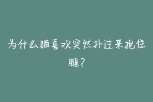 为什么猫喜欢突然扑过来抱住腿？