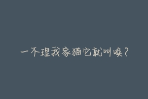 一不理我家猫它就叫唤?