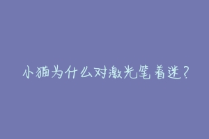 小猫为什么对激光笔着迷?