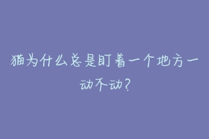 猫为什么总是盯着一个地方一动不动?