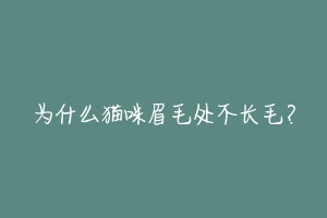 为什么猫咪眉毛处不长毛?