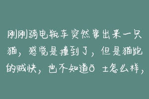 刚刚骑电瓶车突然窜出来一只猫，感觉是撞到了，但是猫跑的贼快，也不知道?怎么样，我该怎么办？
