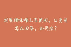我家猫咪嘴上有黑斑，口臭是怎么回事，如何治？