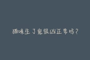 猫咪生了崽很凶正常吗?