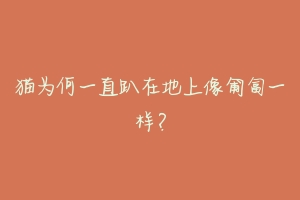 猫为何一直趴在地上像匍匐一样?