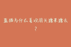 蓝猫为什么喜欢用头蹭来蹭去?