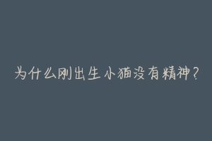 为什么刚出生小猫没有精神?