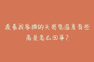 摸着我家猫的头感觉温度有些高是怎么回事?